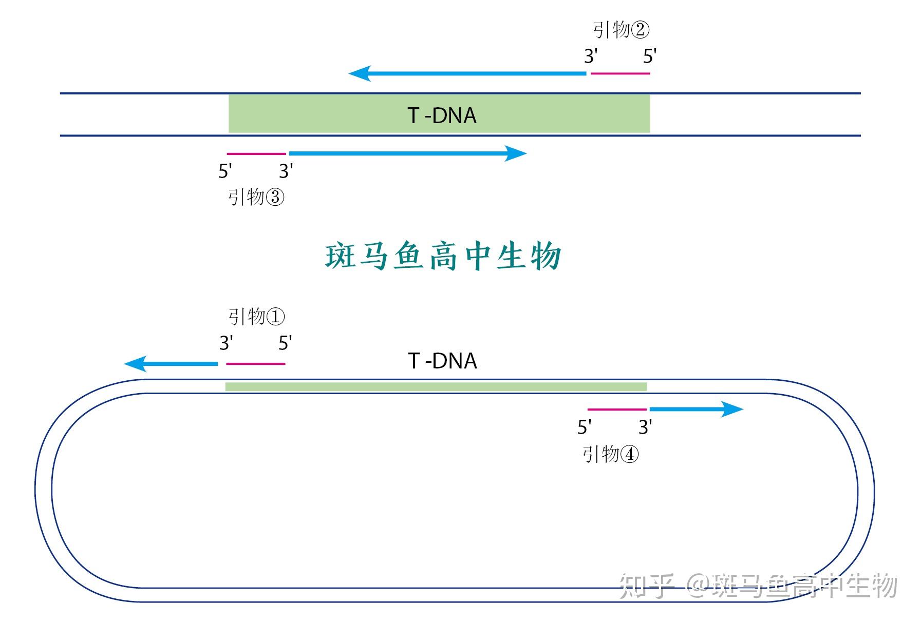 pcr技术图解引物延伸图片