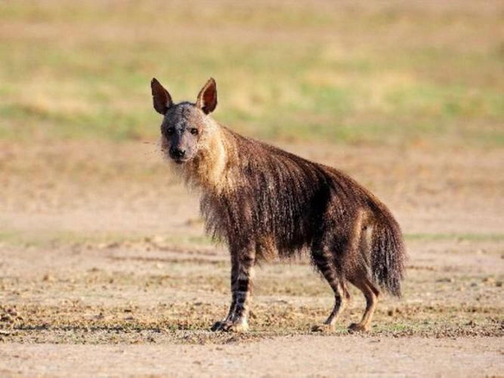 棕鬣狗 棕鬣狗是食肉目鬣狗科棕鬣狗属哺乳动物.体形中等.