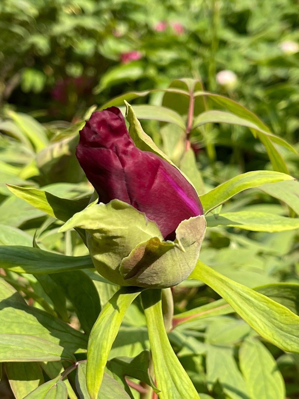 黑牡丹的花季—初烏2022 初烏花墨紫色,是色澤最黑的黑牡丹,花瓣帶紫