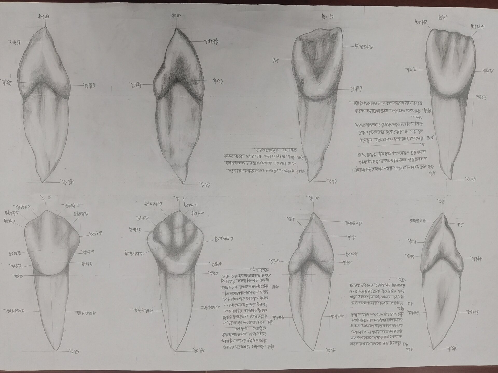 牙齿形态解剖图素描图片