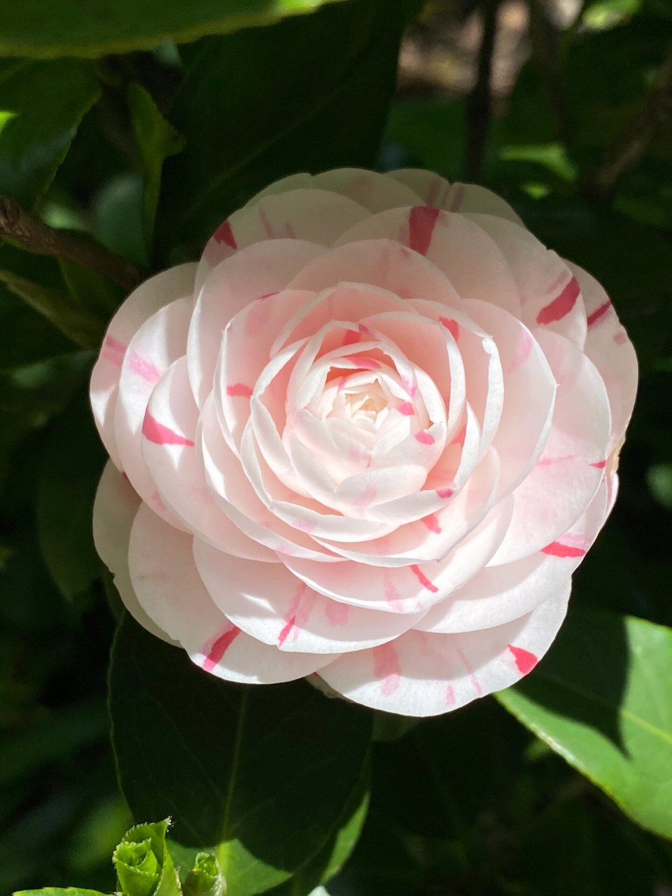 十八学士茶花图片 在古典的文献记载中,茶花被誉为"花中娇子",而十八