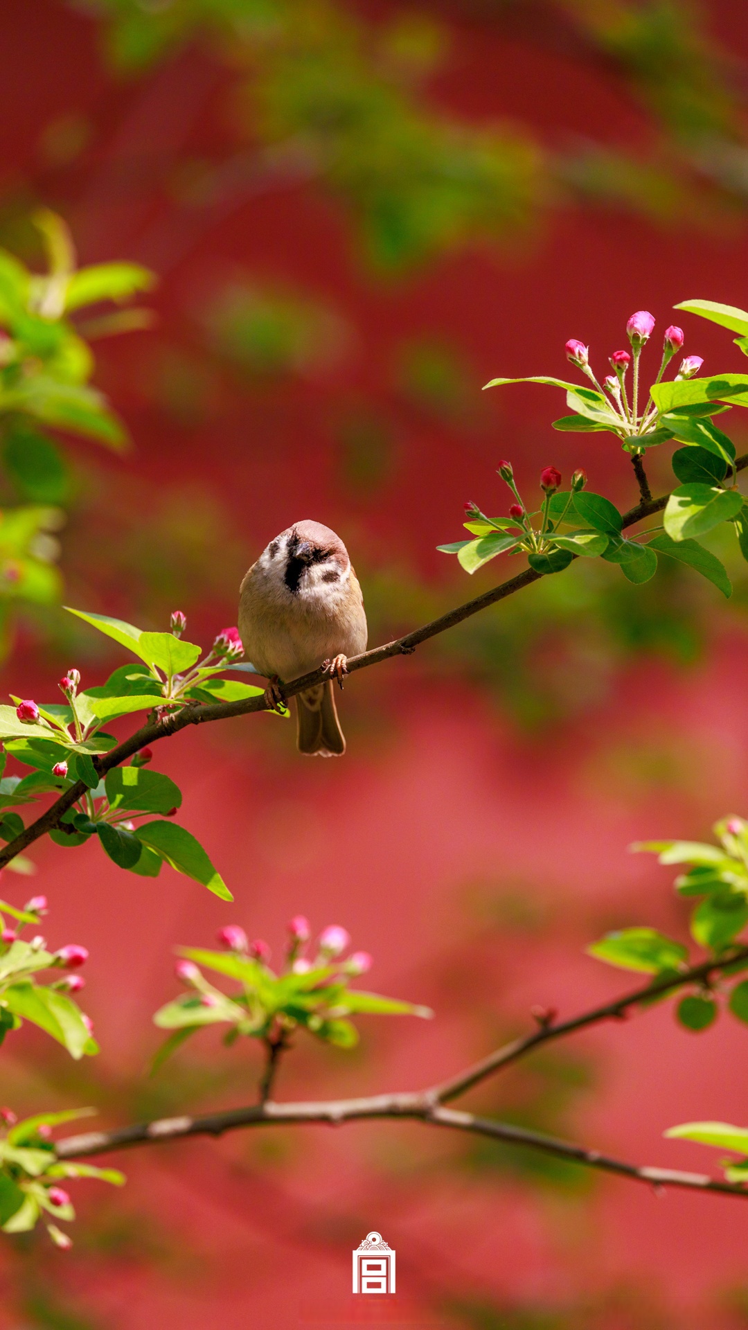 故宫海棠与小鸟同框##团团带你看北京##故宫海棠花壁纸上新
