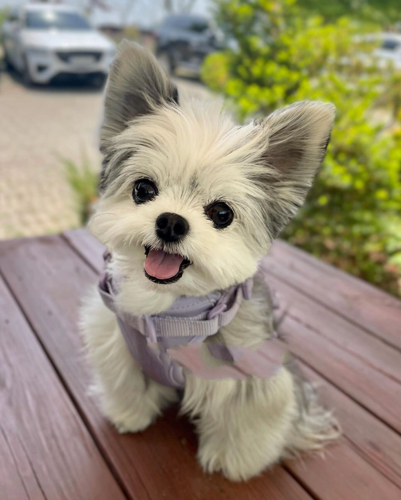 花色约克夏00治愈人间一切96有没有心动呢!