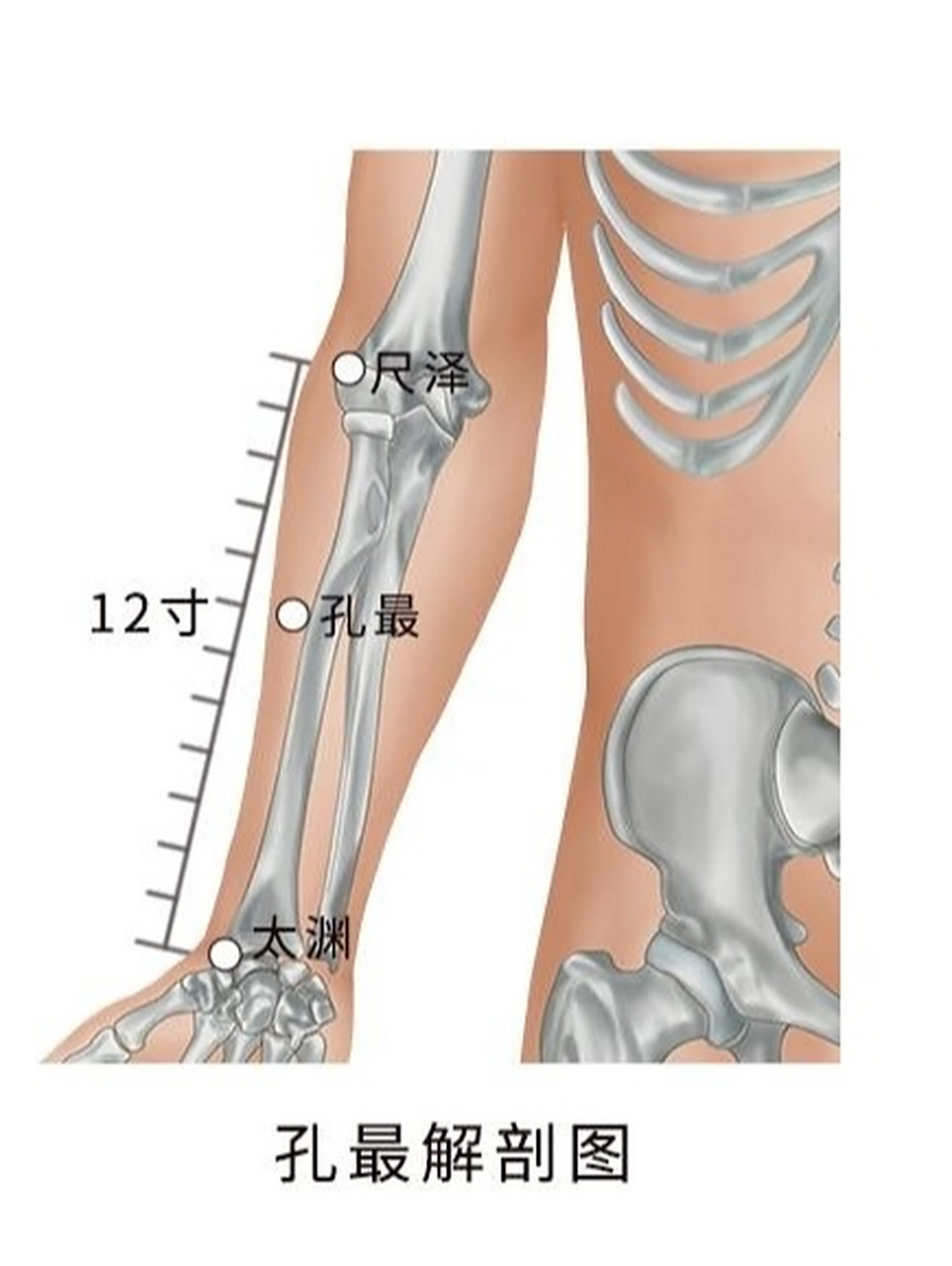 每日一穴 孔最穴 简便取穴:用大拇指从尺泽与太渊连线的中点向上量一
