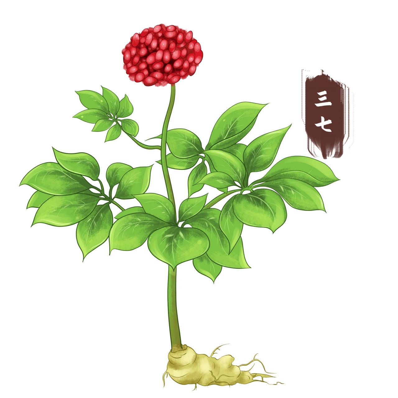 手绘写实风三七中医草药可编辑元素采药元素 ?