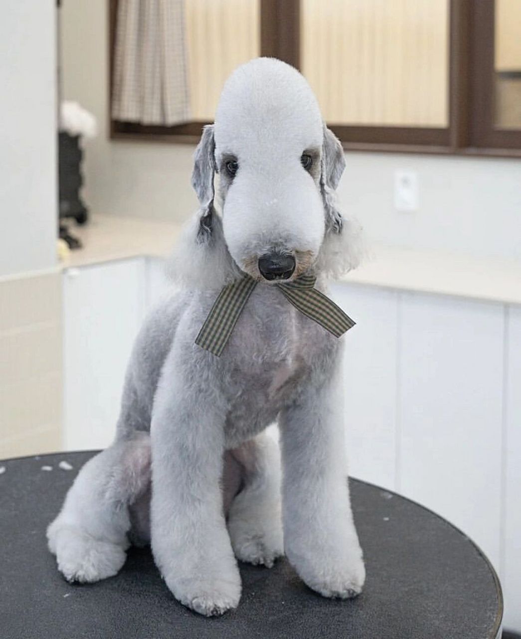披着羊皮的小绵羊 贝灵顿犬  贝灵顿梗比其他梗犬拥有更长远的可追溯