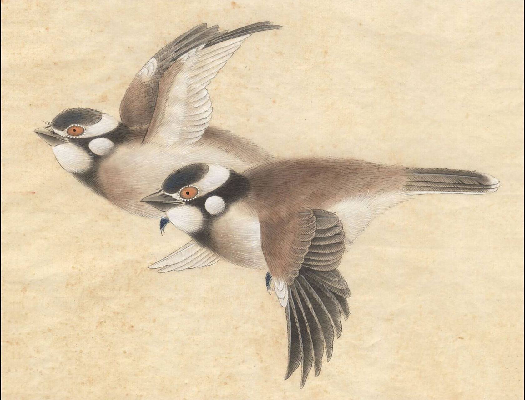 工笔画步骤分享(鸟类设色步骤——白头翁) 概述:白头翁又名白头鹎,小