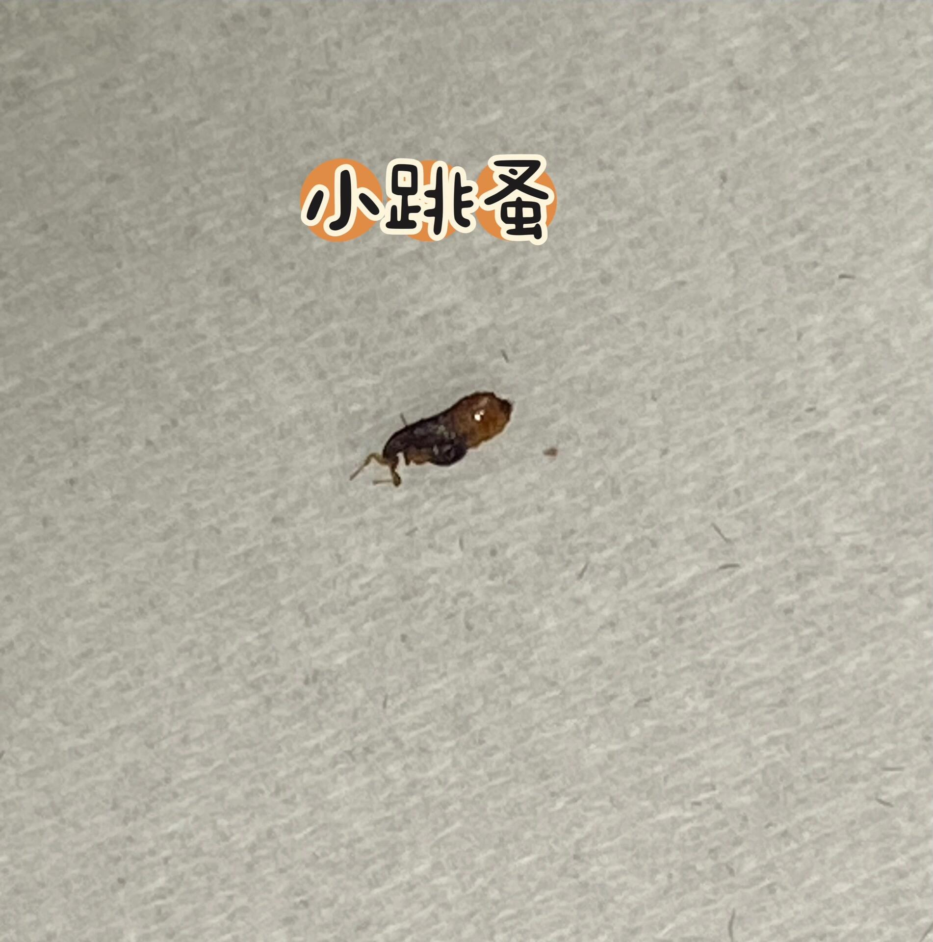 右滑放大 小跳蚤 在一只小狗身上活捉一只小跳蚤 放到显微镜下 浅浅看