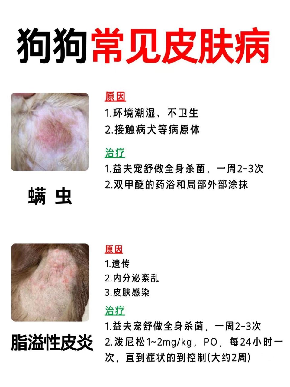 狗狗的皮肤病有几种图片