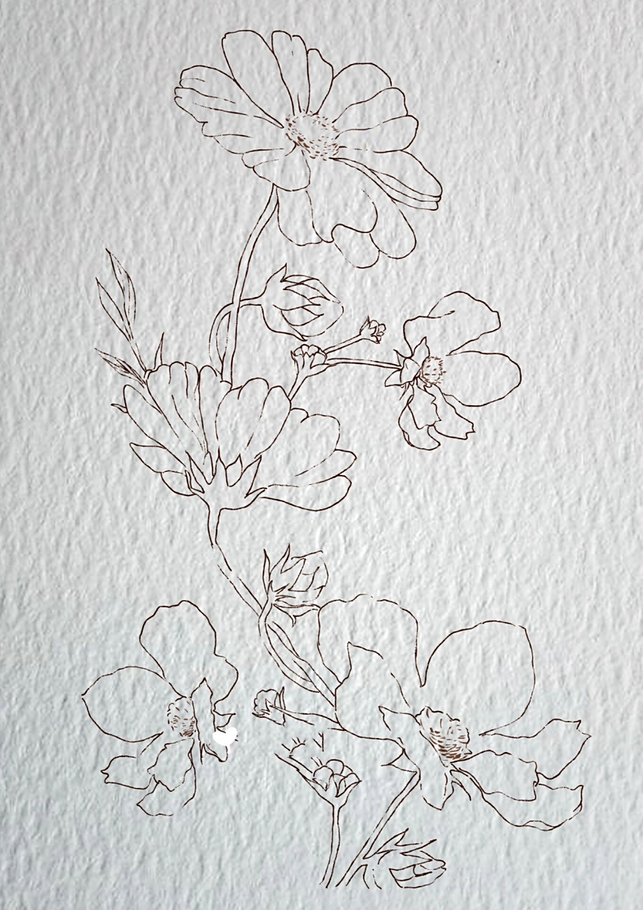 线描|那一抹明媚阳光下的格桑花 94   摸个鱼,主要新回来的钢笔开笔