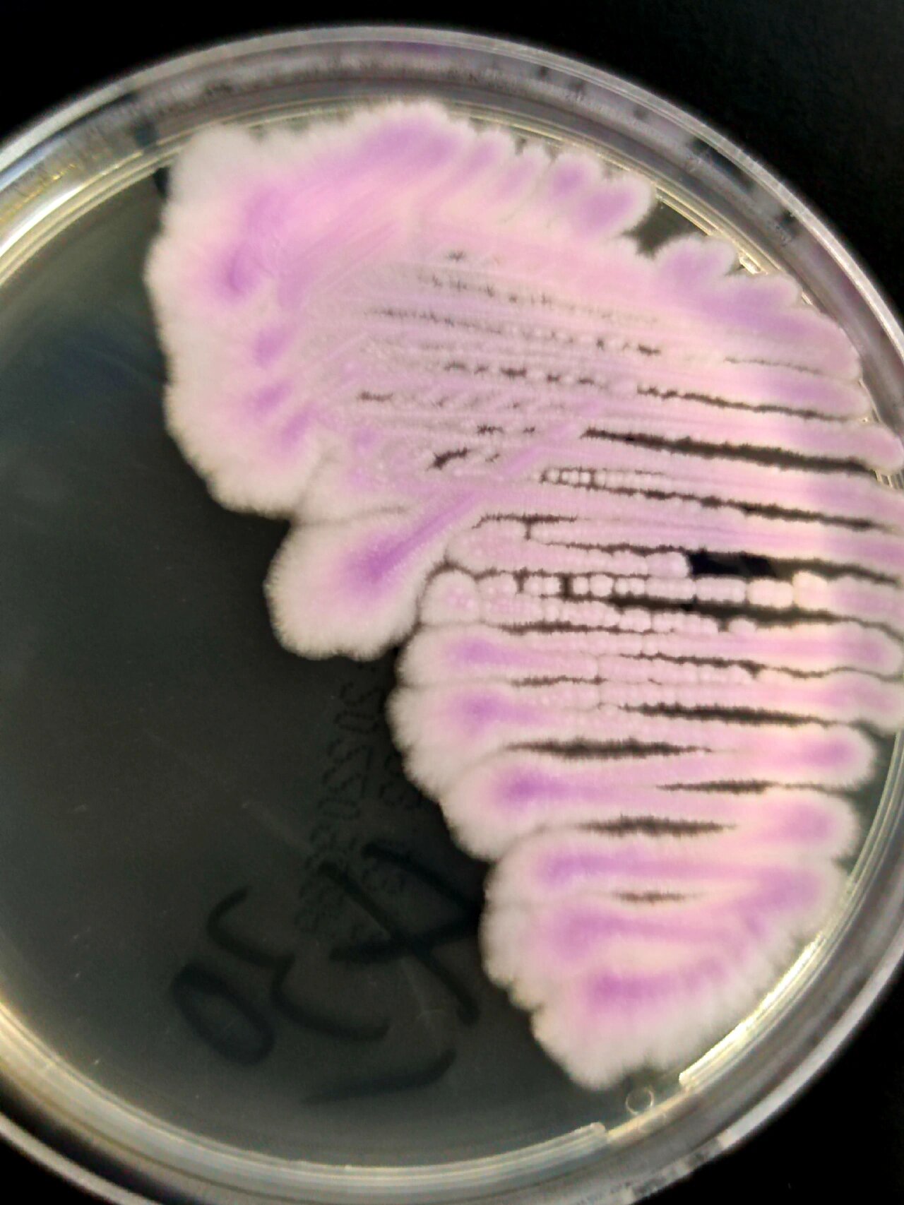 微生物之《克柔念珠菌》