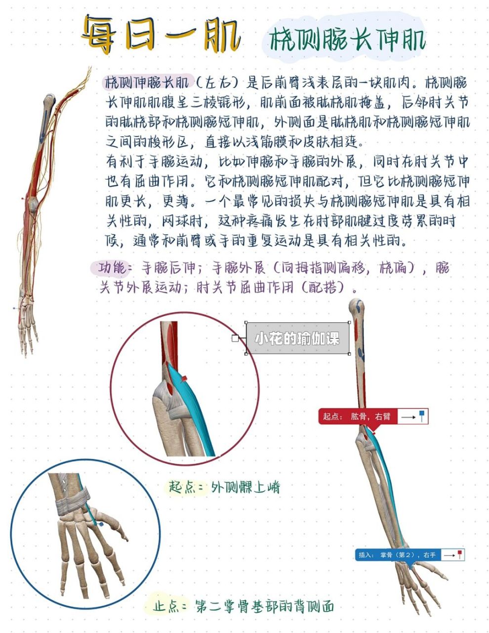 07零基础解剖学