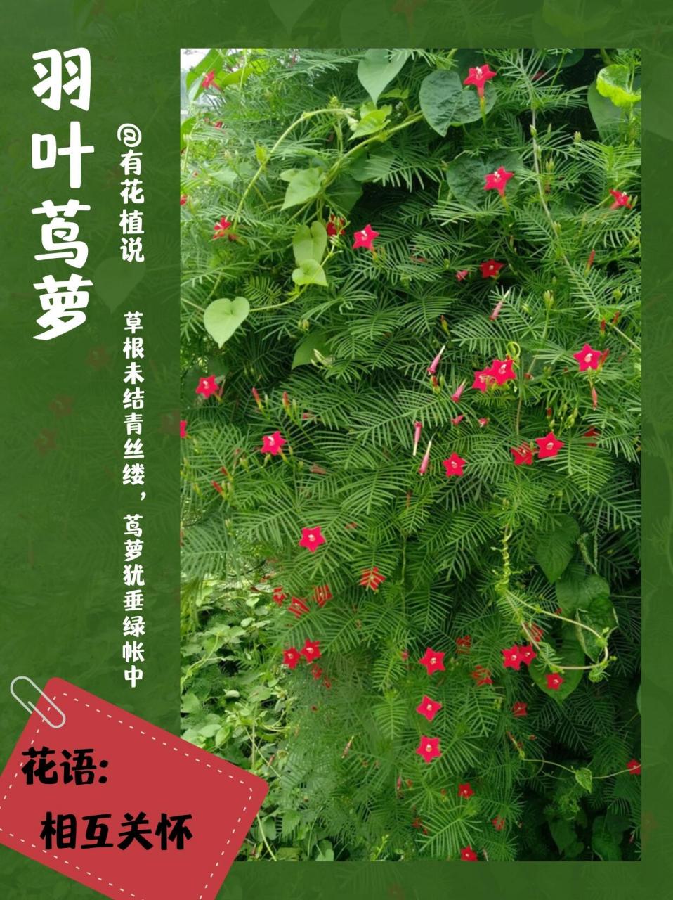 每天带你认识一种植物|羽叶茑萝