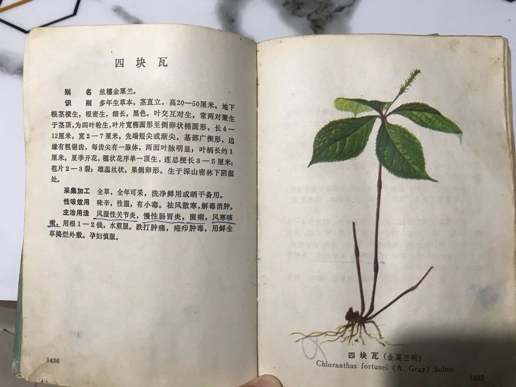 四块瓦   别名:丝穗金粟兰 性味效用:味辛,性温,有小毒,.