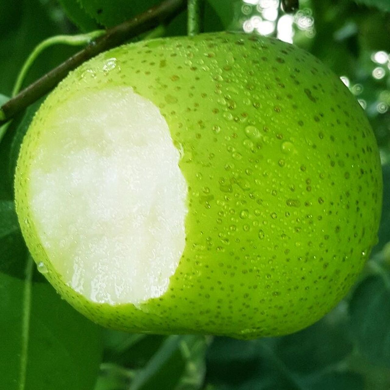 今天要说的这只梨,它不仅清脆香甜,还美味多汁,鲜嫩可口,它的名字叫