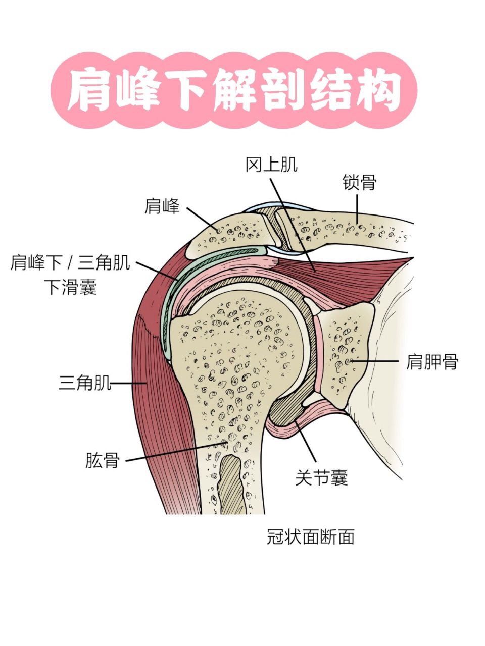 肩峰下空间 11566喙肩弓概念 喙肩弓,包含肩峰及喙肩韧带,其下有