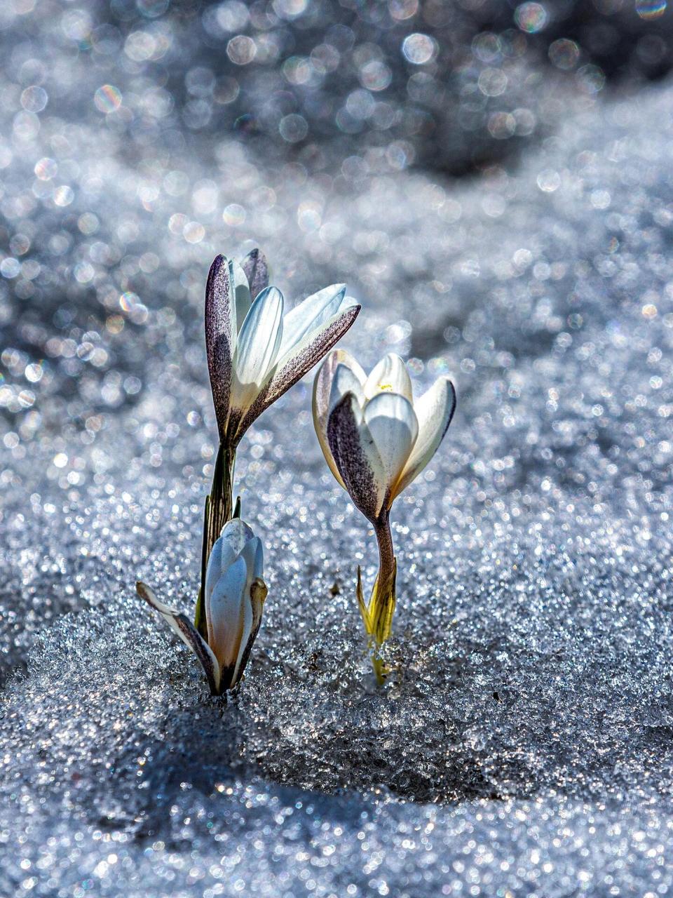 那拉提顶冰花 | 是我见过最纯洁的花98 98随着气温的升高,伊犁