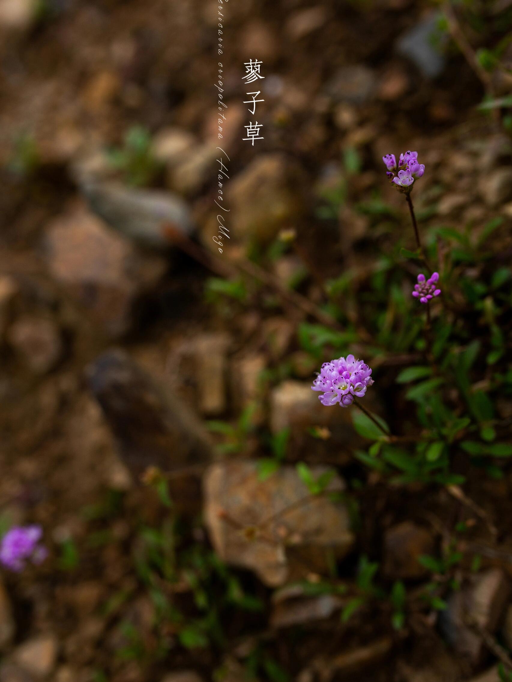 蓼子草