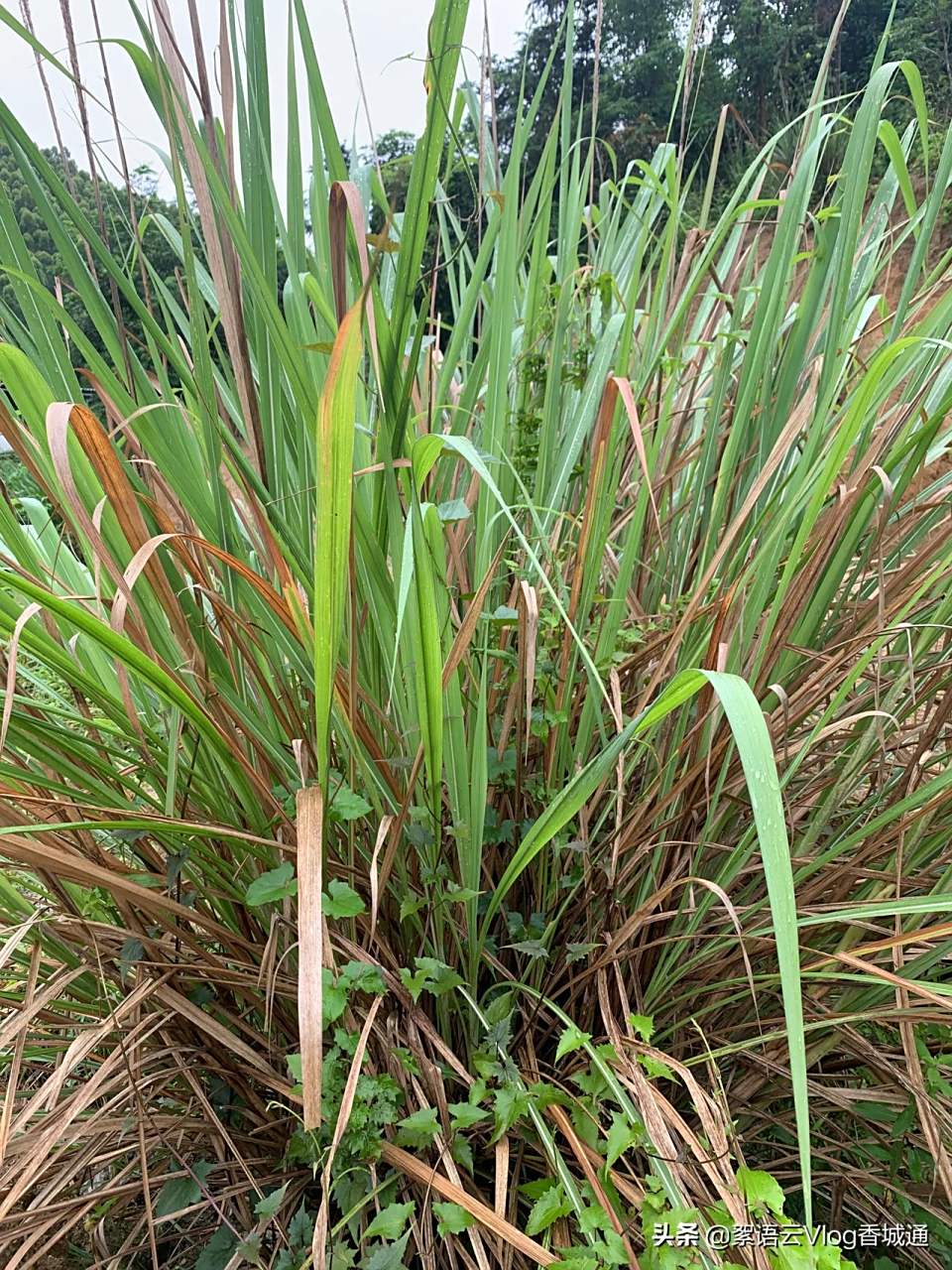 图《1》镰刀草 发春初种麦须纤,手植亲临咫尺天