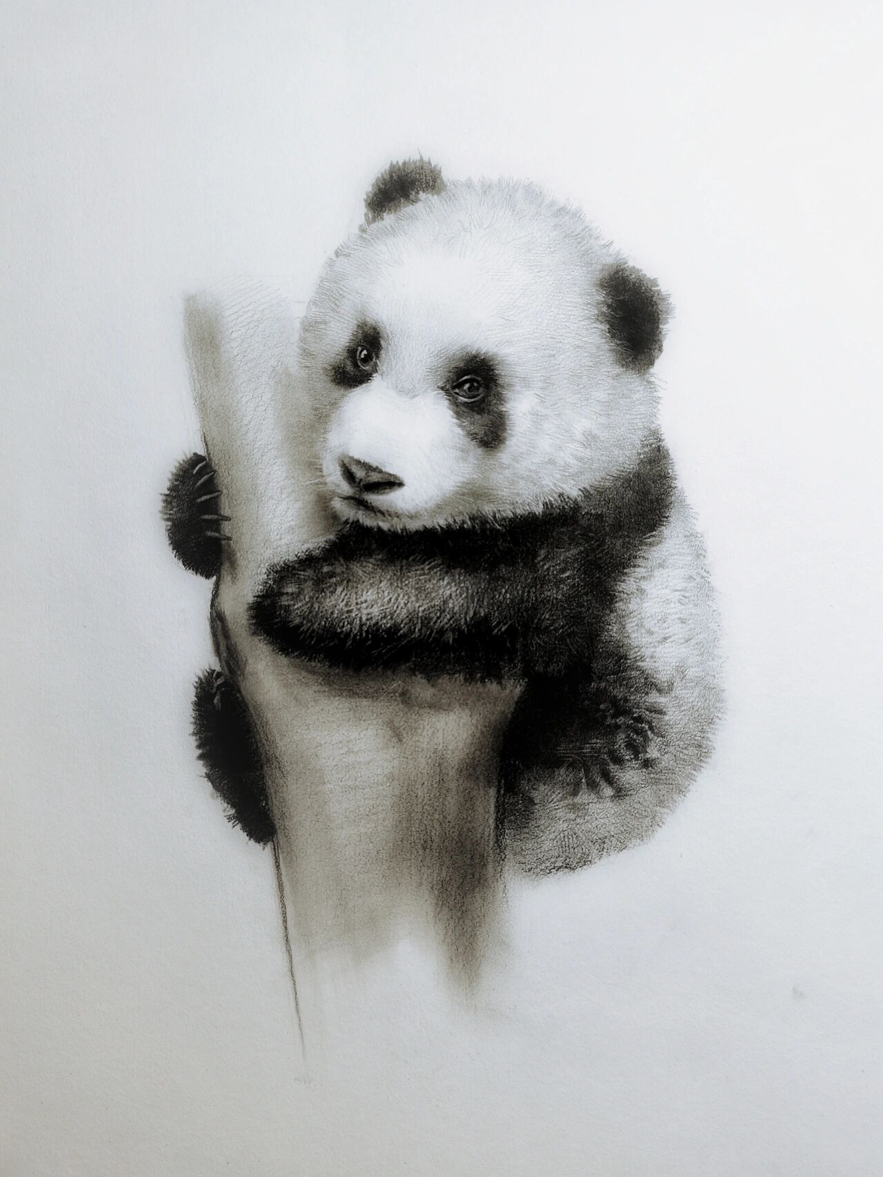 国宝熊猫 —绘画步骤