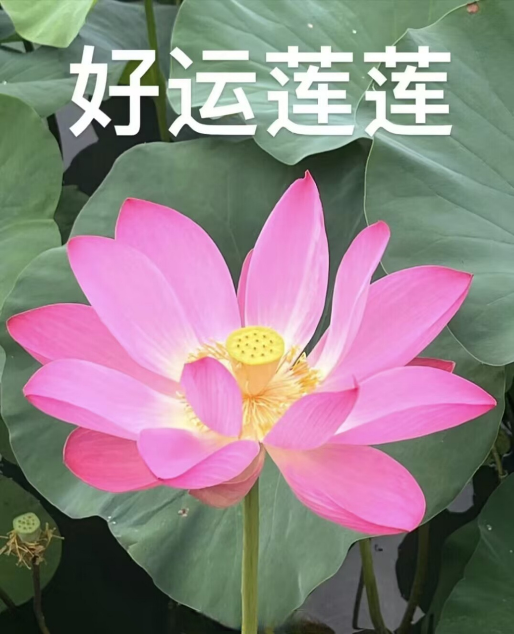 四川轻化工大学##轻话早安#  生活甜甜,好运连连,希望今天是运气百分