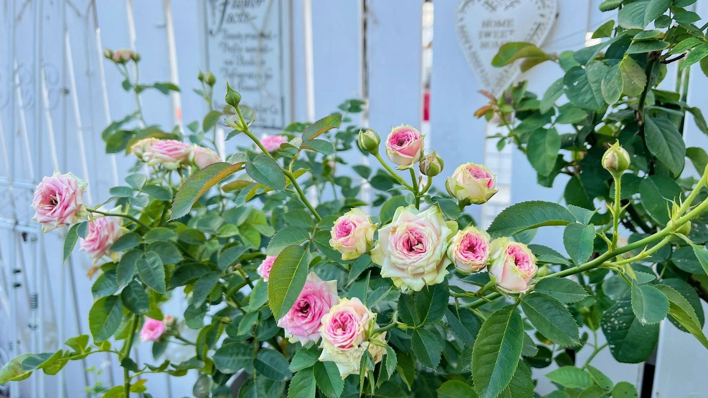 超感|耐高温耐雨淋,两广月季的福音 超(级)感(人),又名粉多头,花如其