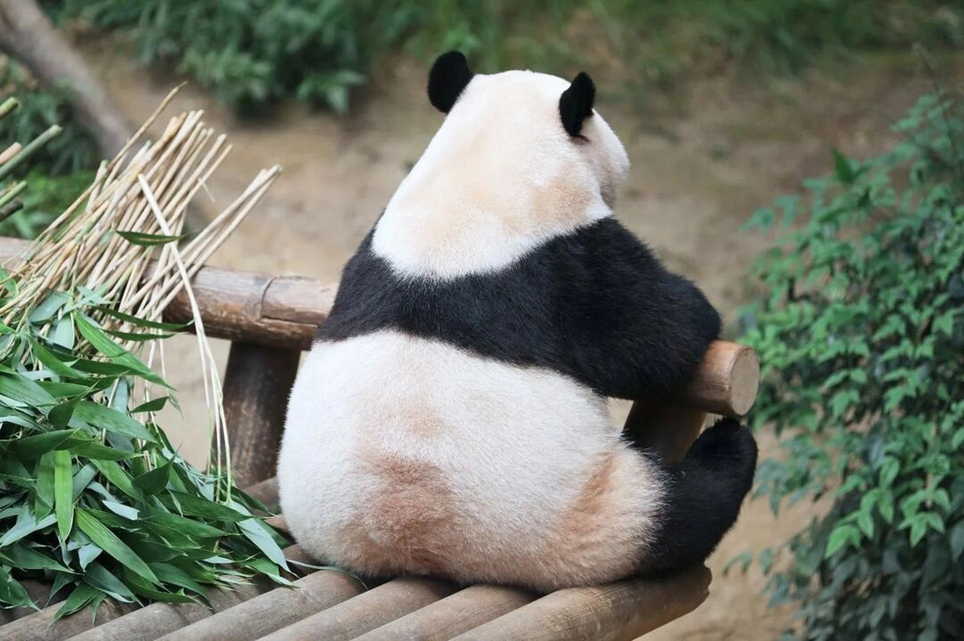 福宝萌萌背影杀 愿福宝,熊生顺遂,平安喜乐#大熊猫福宝# #国宝熊猫