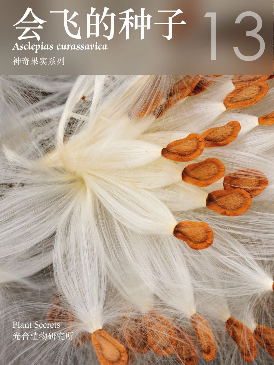 大自然的艺术品,在风中起舞的种子|马利筋 马利筋(asclepias curas