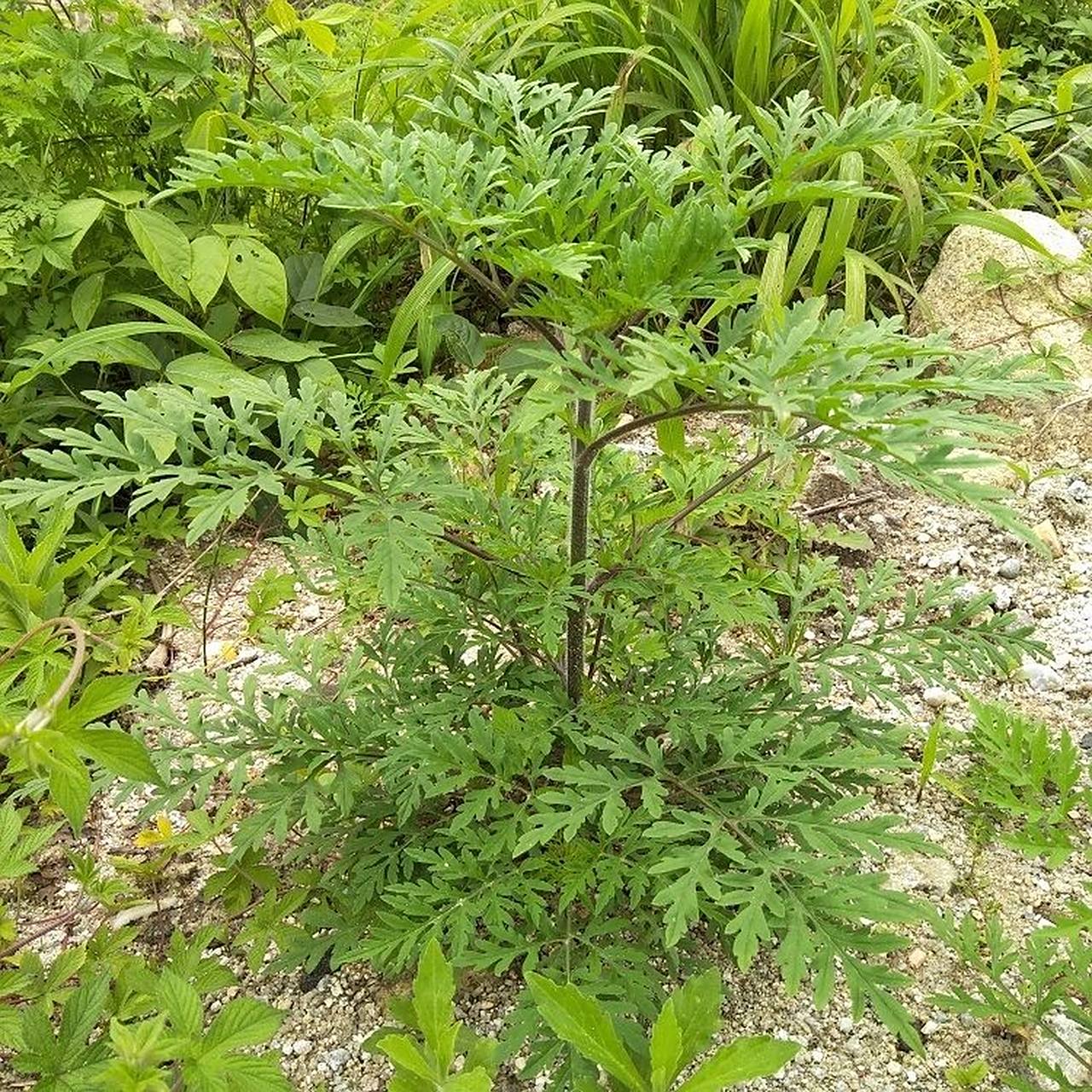 菊科植物黄花蒿的地上部分. 【性味归经】性寒,味苦,辛.