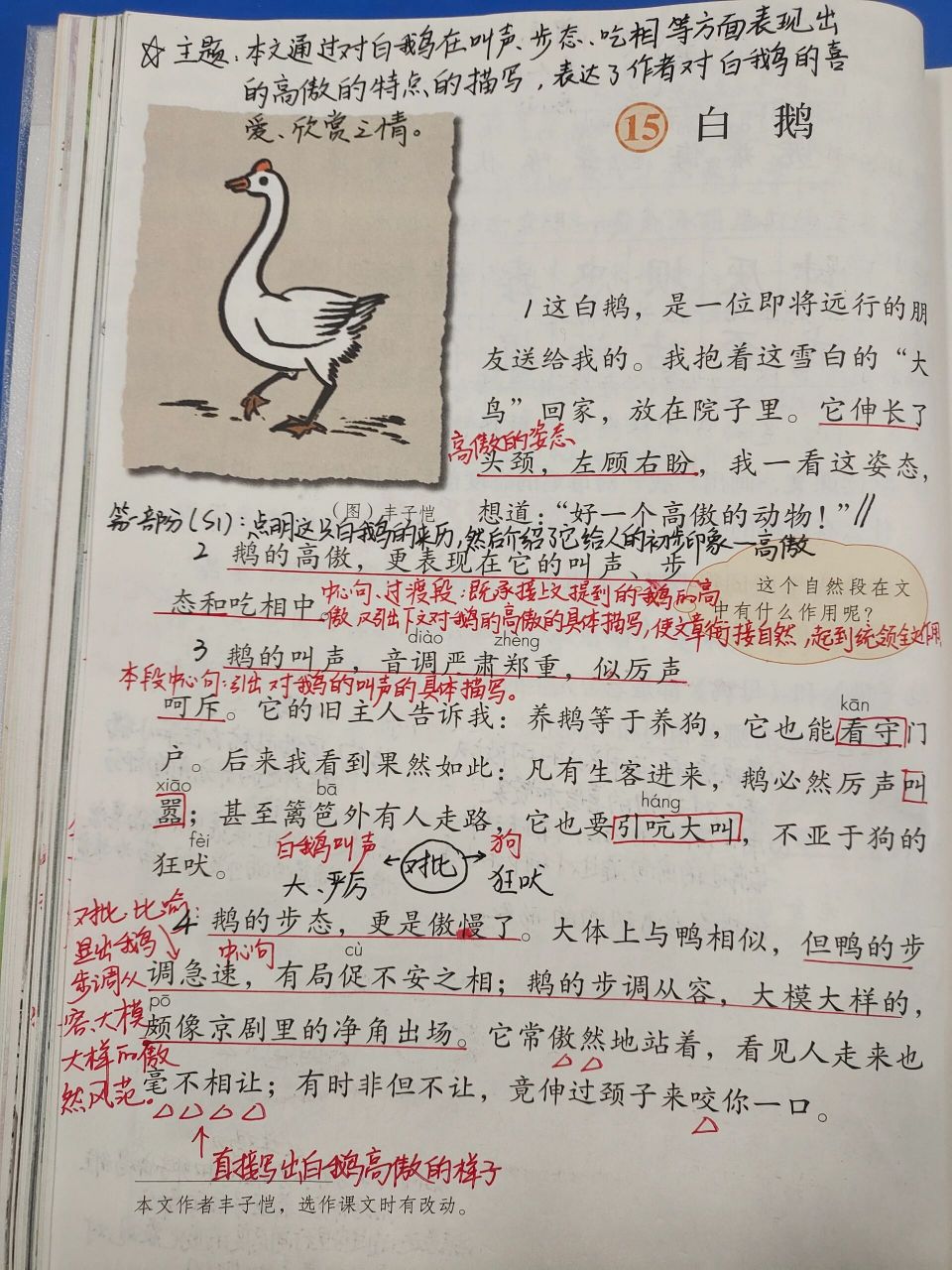 四下语文第四单元课文备课(二) 15课《白鹅》