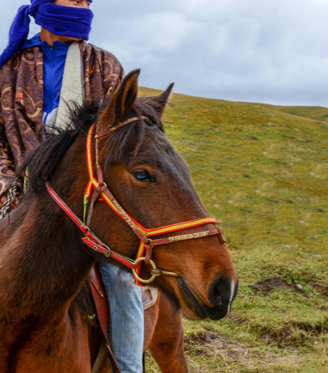 自驾甘南3:我国三大名马之一:河曲马     从久治县出发,经阿万仓湿地