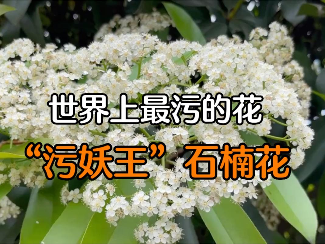 世界上最污的花污妖王石楠花