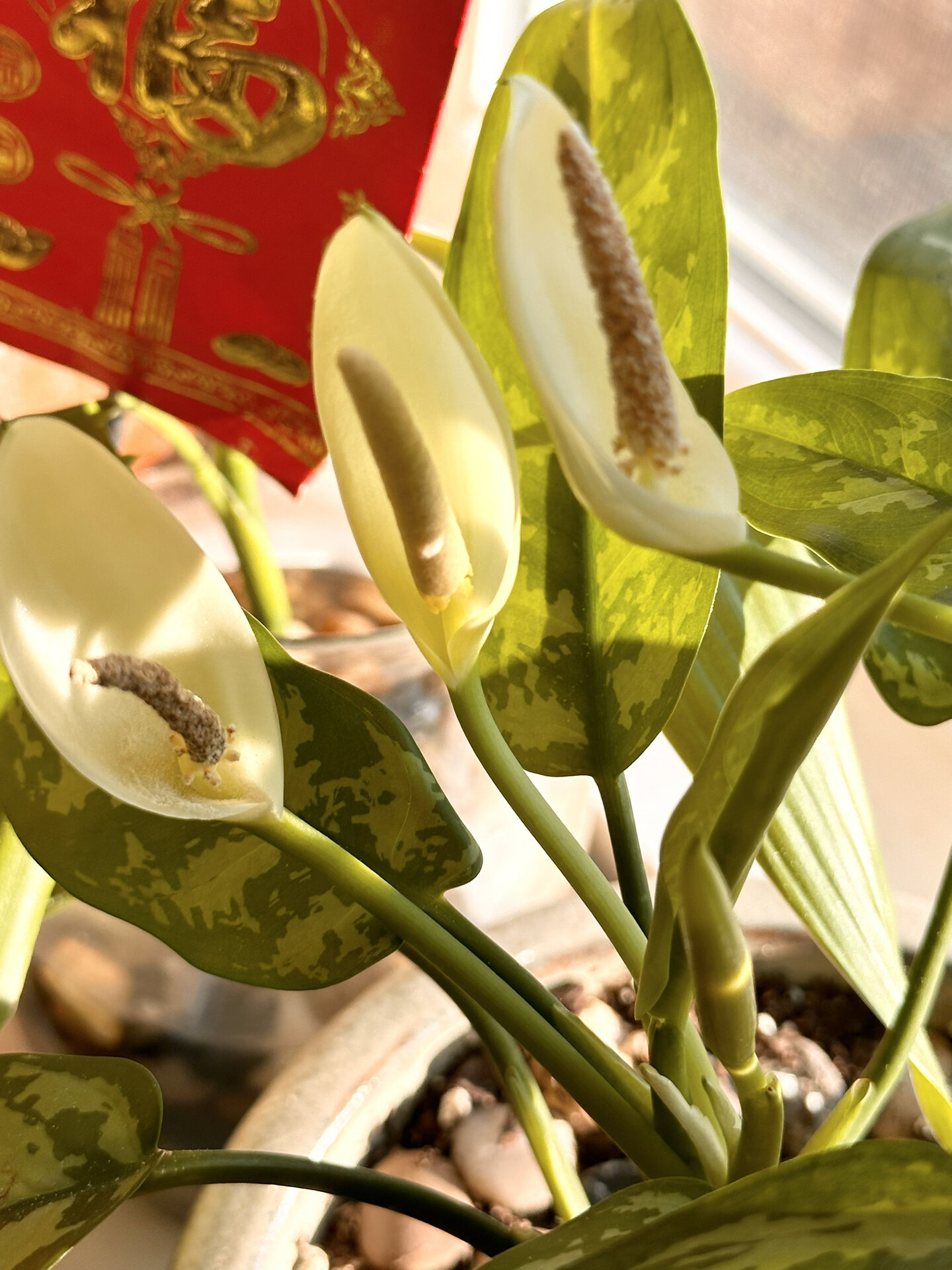 花叶万年青78157815开花啦070707