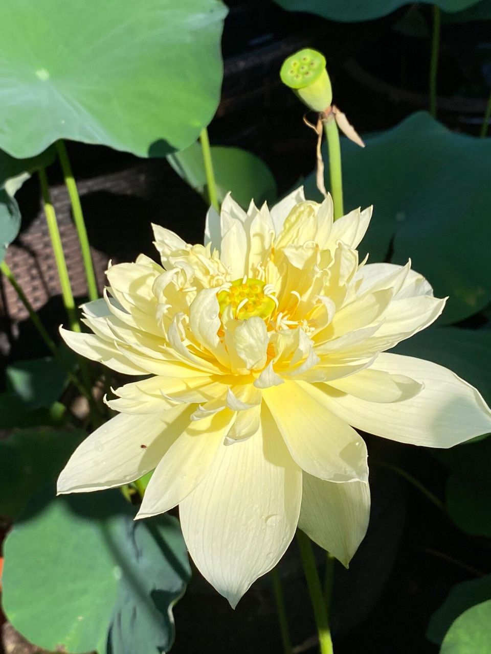 秣陵秋色,这美丽的金莲,是怎么来的呢?