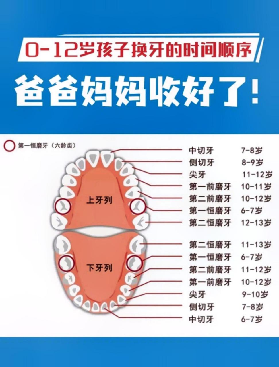 乳牙20,通常6个月左右开始萌出,2-3岁长齐乳牙;恒牙28-32颗,其中殖葺