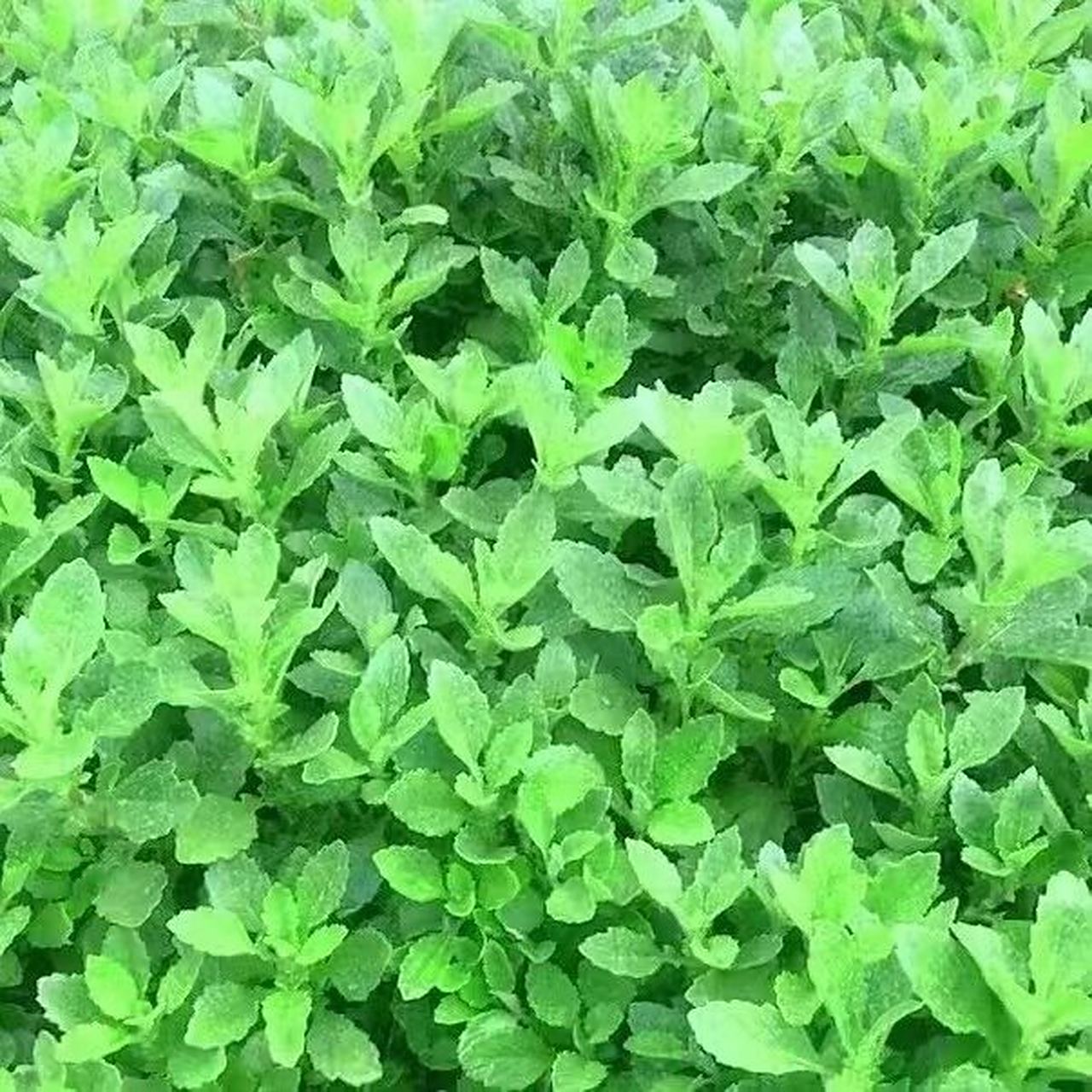 片仔癀草 片仔癀草具有清热,解毒,利湿的功效.