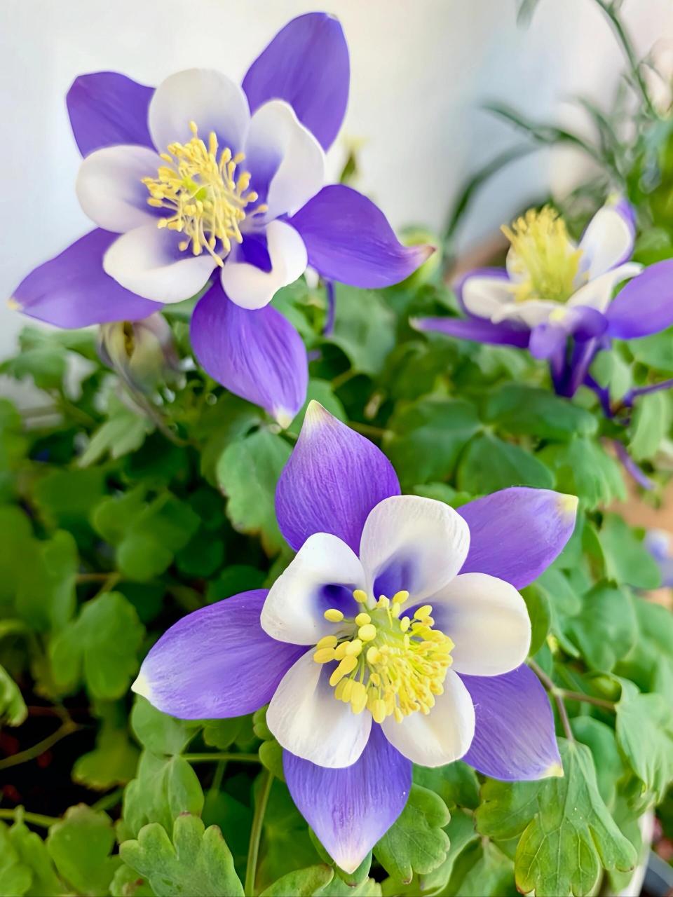 毛茛科耧斗菜属,多年生草本.