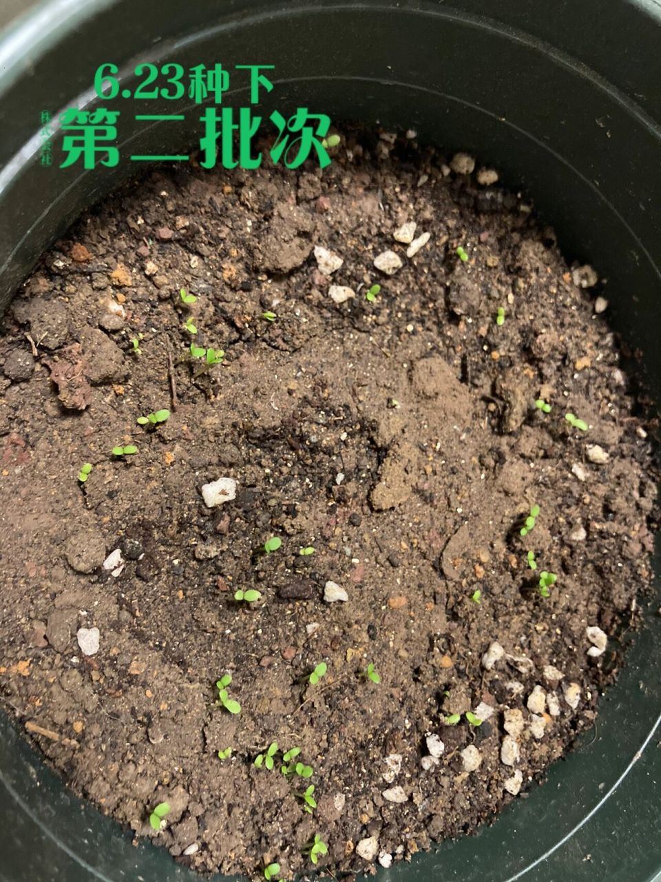 洋甘菊种植 以为第一次洋甘菊种子发芽失败  种了第二批次 记录一下