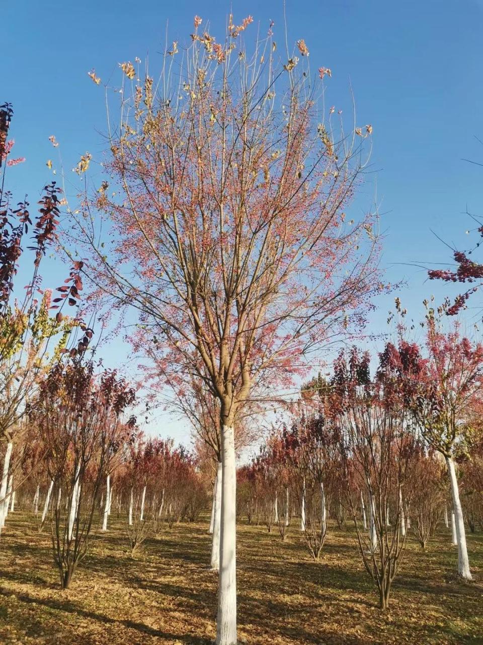 丝棉木,是常见的观赏树种之一.