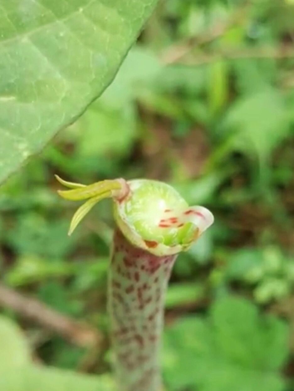 酸筒杆,你认识吗 酸筒杆,学名虎杖,别名花斑竹,九龙根,酸汤梗,斑杖根