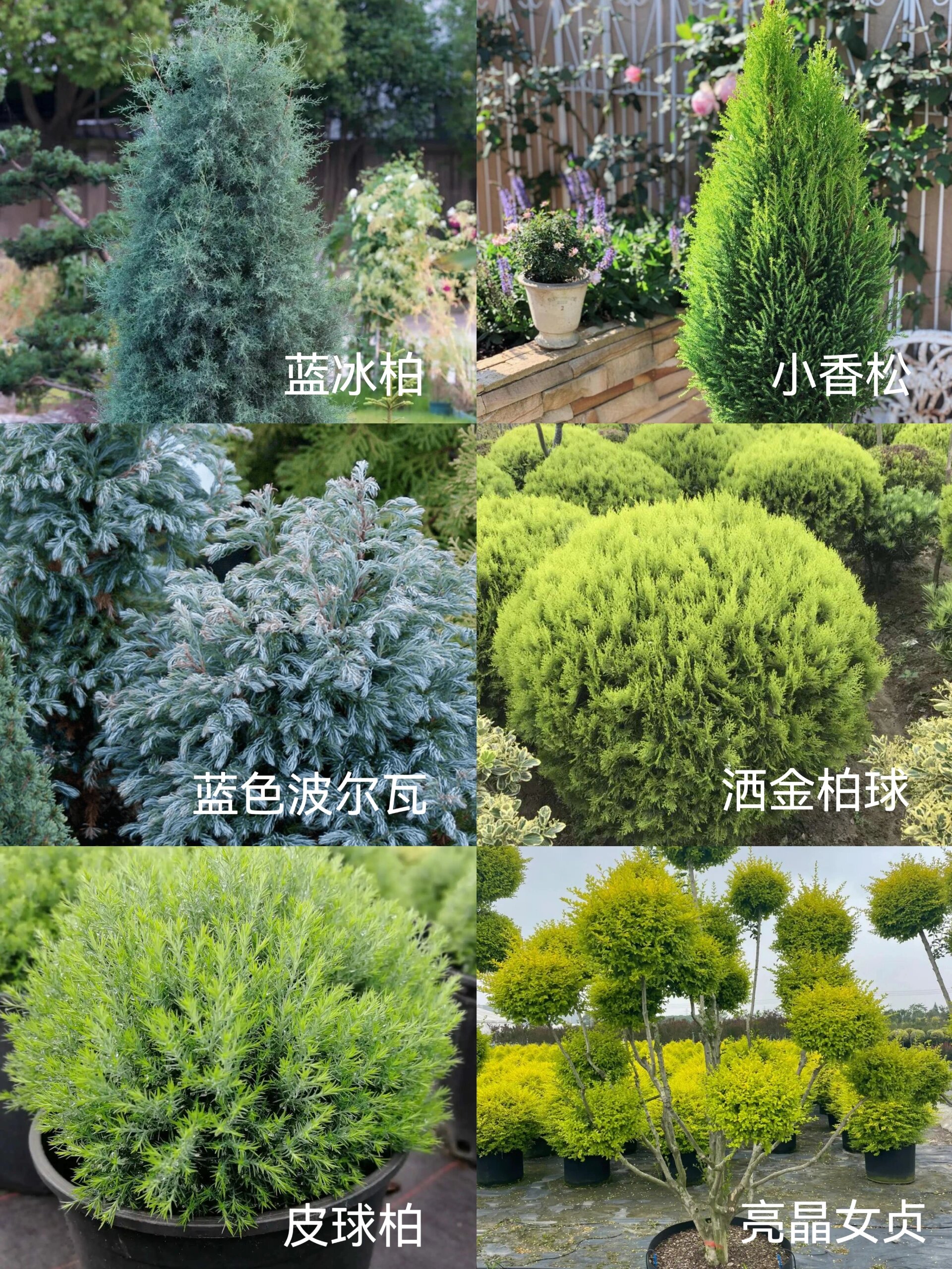 花镜中的常绿植物 常绿灌木:蓝冰柏,小香松,蓝色泊尔瓦,洒金柏球,皮球