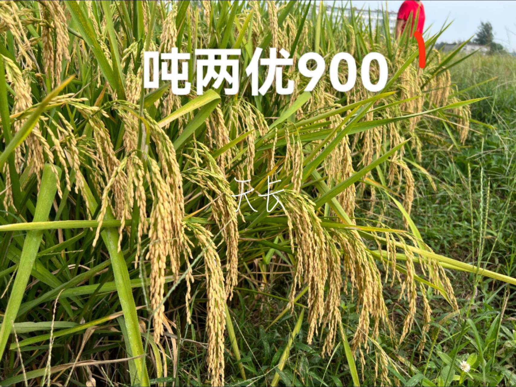 诚信经营质量第一 袁创三大知名品牌,吨两优900,y两优911,万丰优818