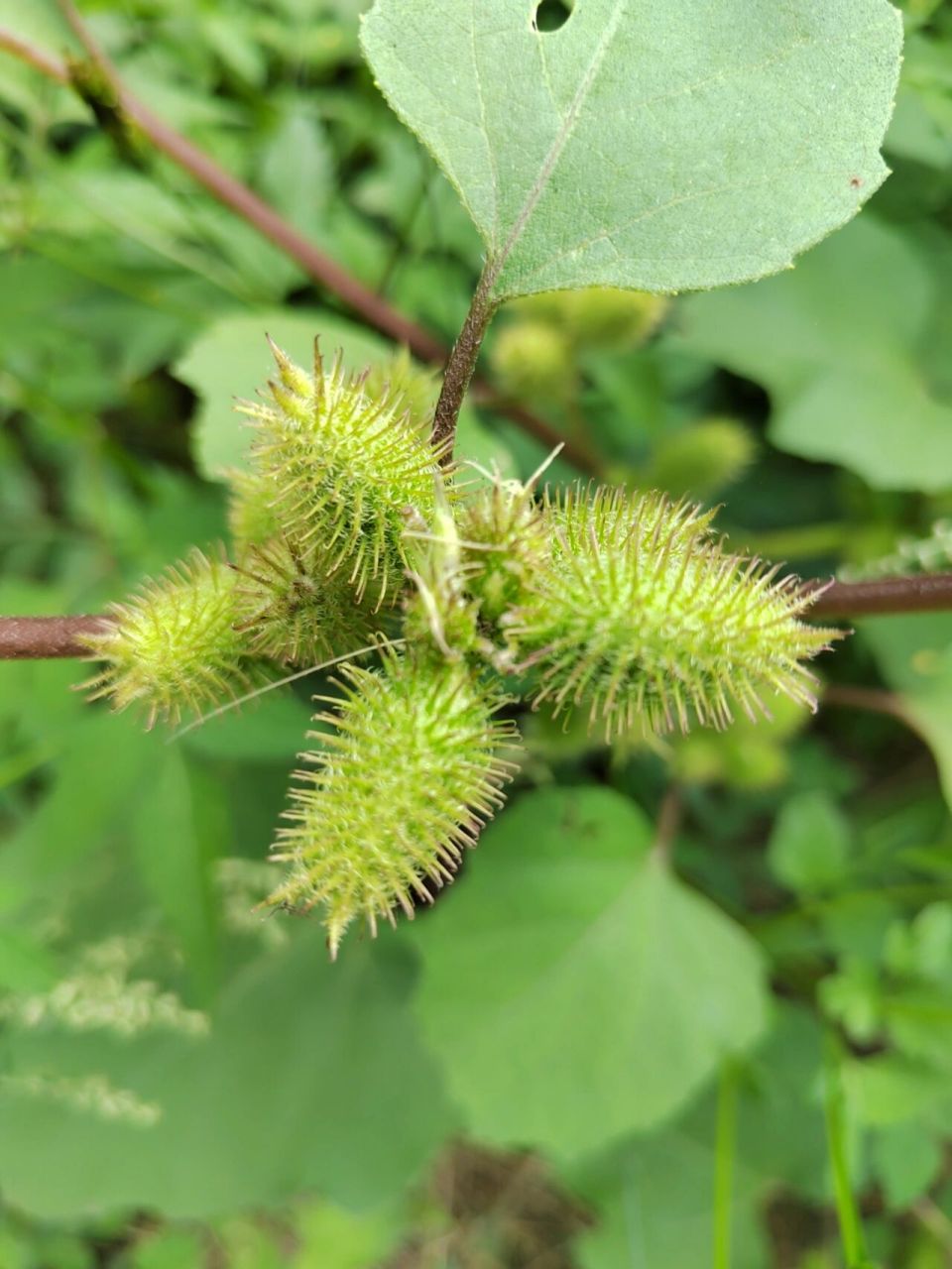 苍耳草本植物 (学名:xanthium sibiricum patrin ex widder)是菊科