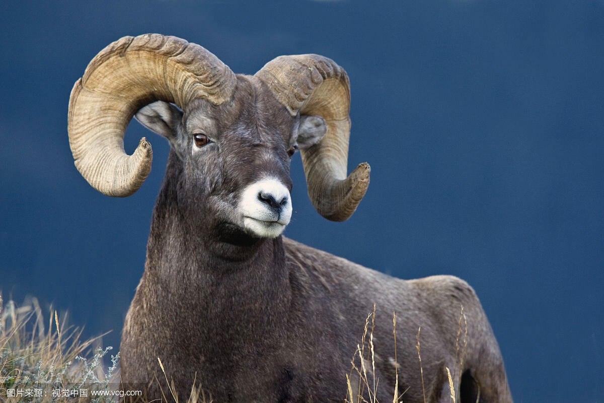 加拿大盘羊 92命名:加拿大盘羊(学名:ovis canadensis):是偶蹄目,牛