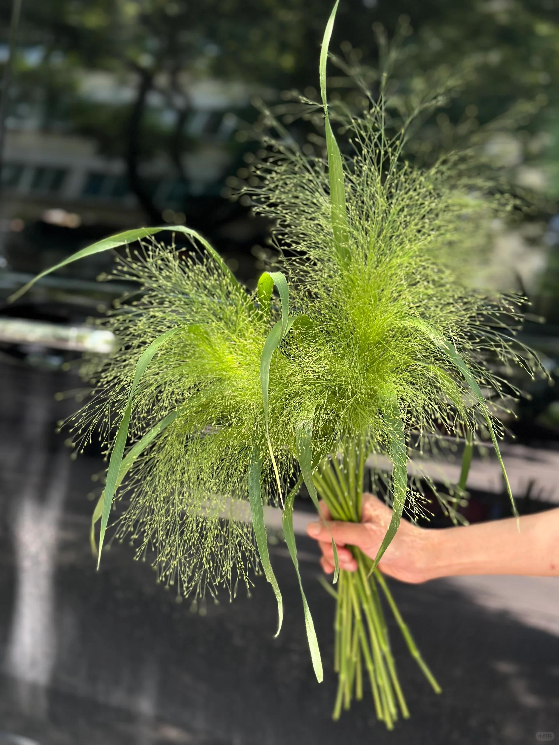 喷泉草 🌿🌿喷泉草 【花语】:爱如呼吸 自由如斯 【花期】:一周