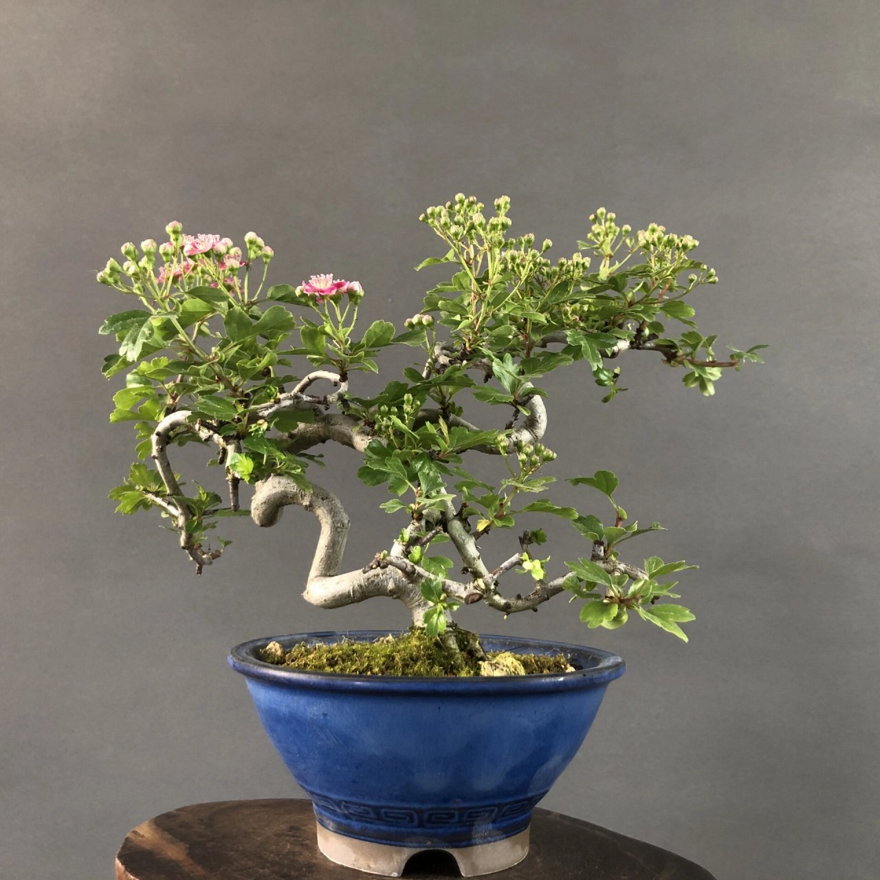 日本进口红花山楂,开红花挂红果 杆体扭曲自然,树形很好 #盆景# #进口