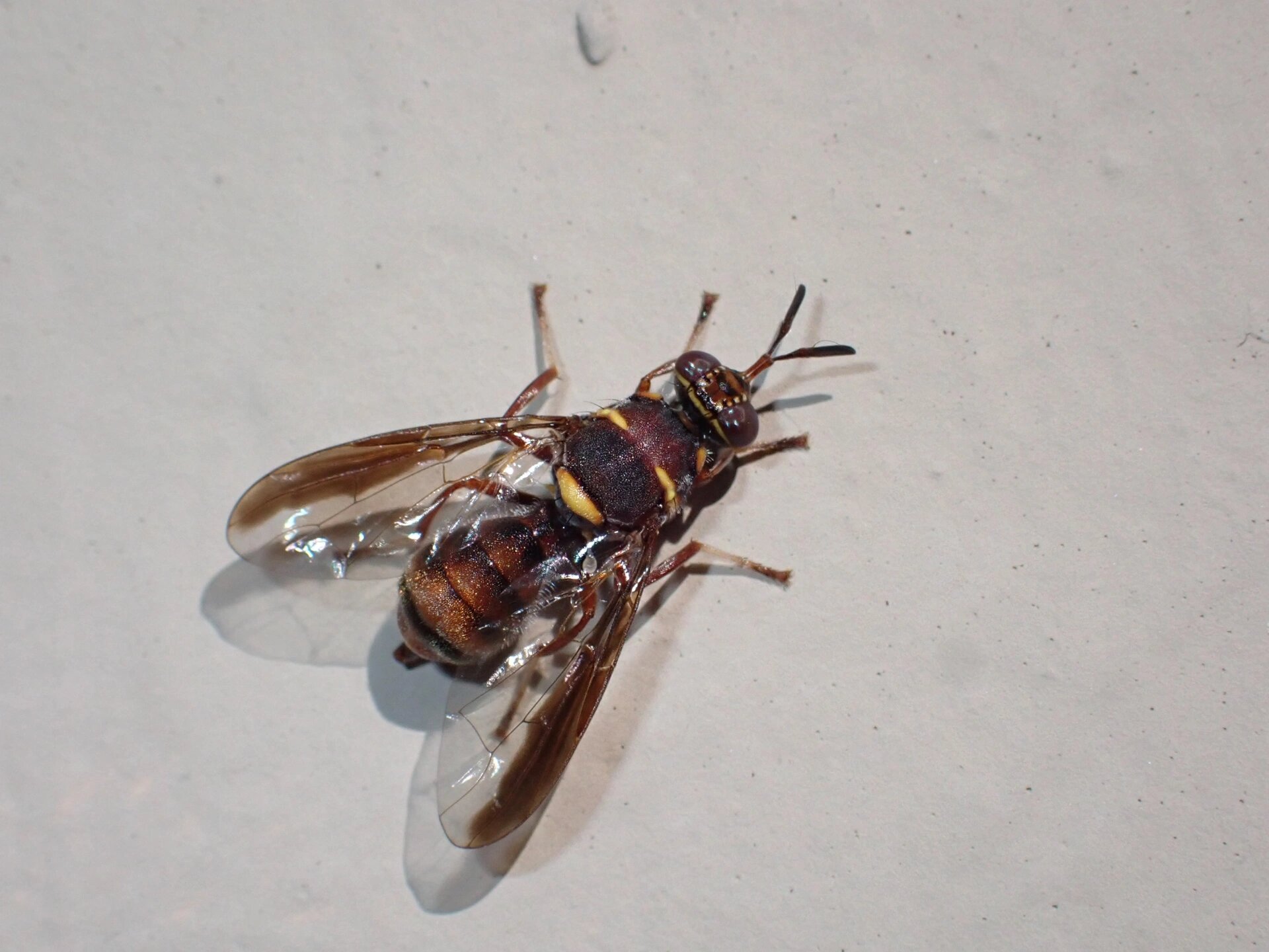 一种长得很像蜂的蝇