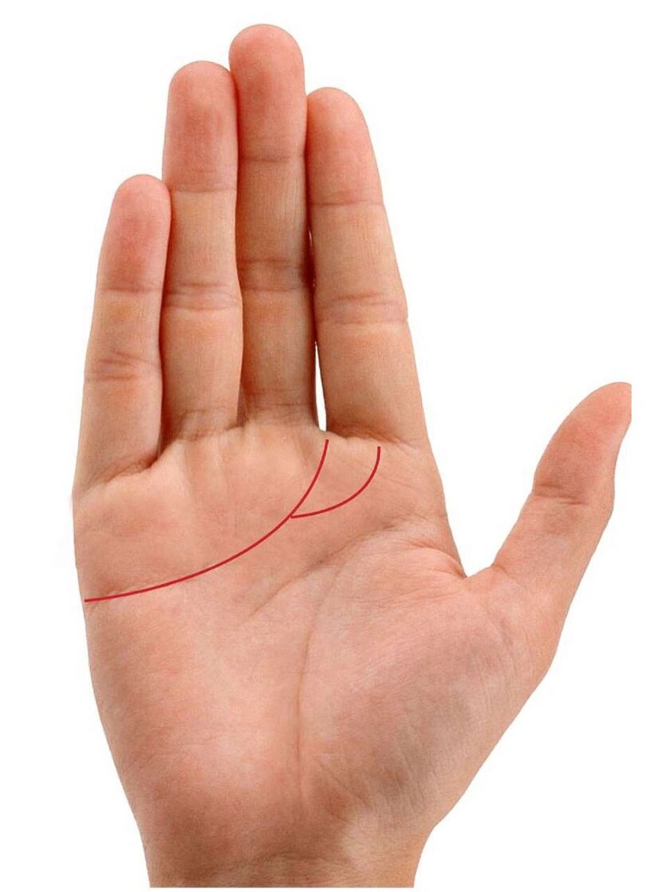 感情线尾部分成两条支线,一支延伸到食指的根部,另一支进入食指与中指