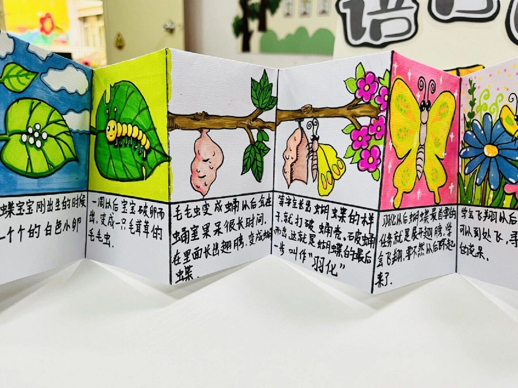 《蝴蝶的生长过程》