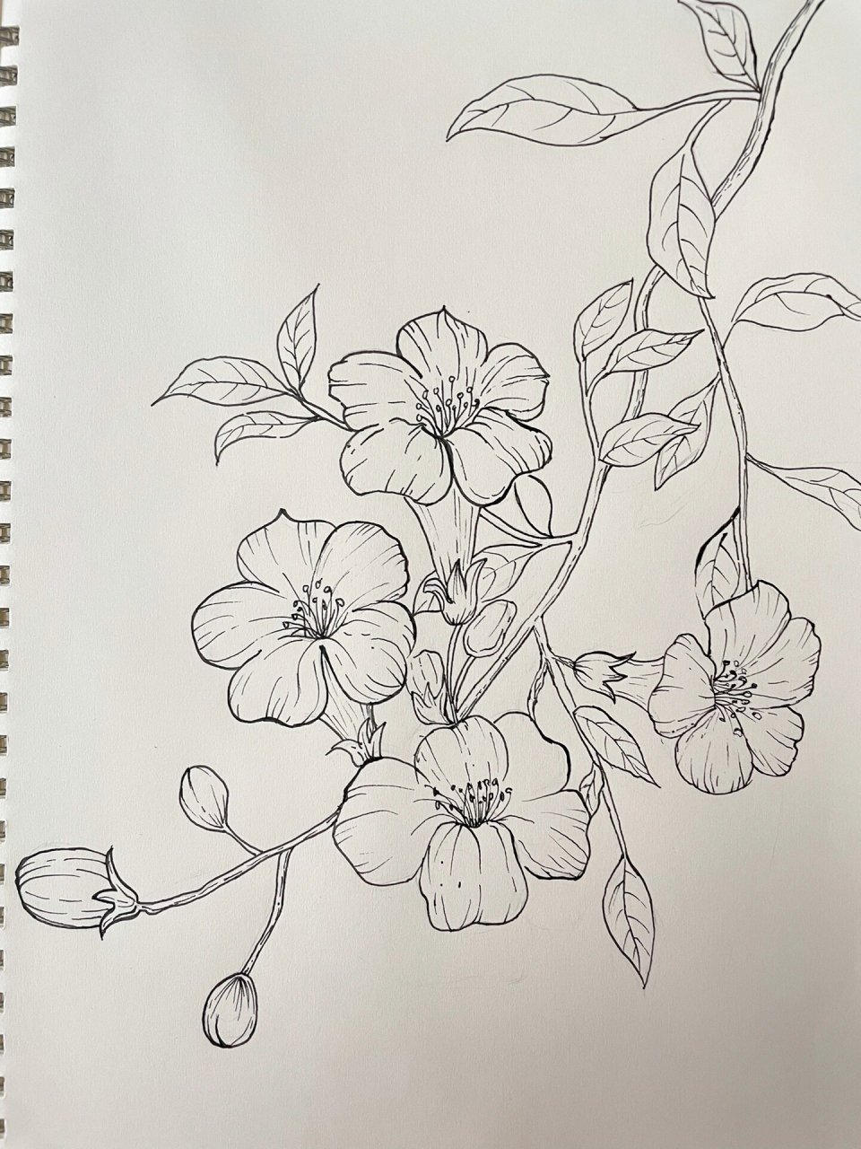 临摹-花卉速写-凌霄花